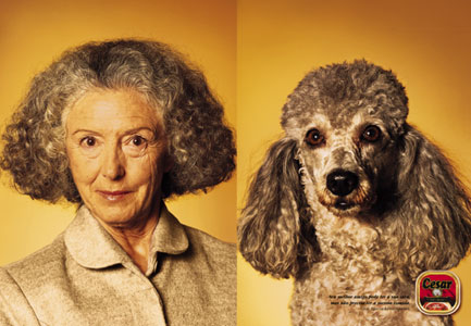 Dog Contest