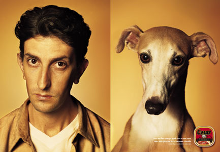 Dog contest