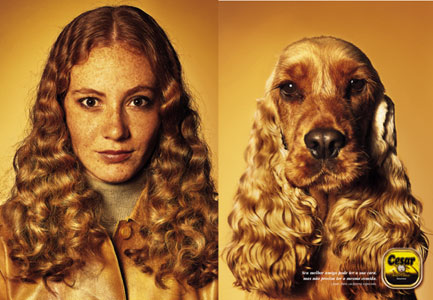 Dog contest